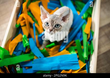 Devon Rex. Kitten sitting in a box filled with paper, fine toy for cats. Germany Stock Photo