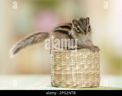 Siberian Chipmunk (Tamias sibiricus). Young (5 weeks old) on a small basket. Germany Stock Photo