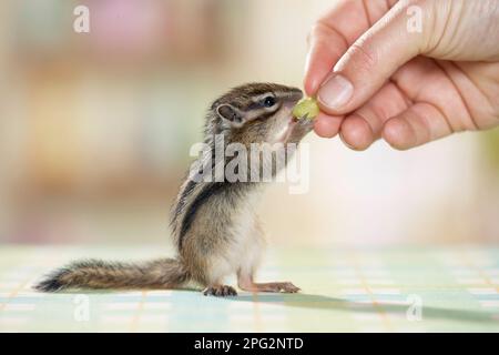 Siberian Chipmunk (Tamias sibiricus). Young (5 weeks old) takes a grape from the hand. Germany Stock Photo