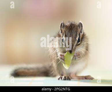 Siberian Chipmunk (Tamias sibiricus). Young (5 weeks old) eating a grape. Germany Stock Photo