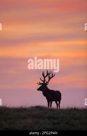 Red Deer (Cervus elaphus). Stag standing, seen in silhouette against the evening sky. Denmark Stock Photo