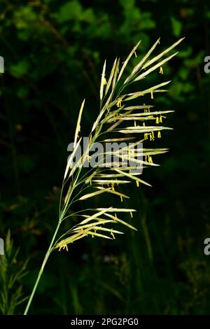 Flowering Hairy Broom (Bromus ramosus). Germany Stock Photo