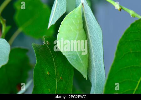 Purple Emperor (Apatura iris). Pupa on a leaf of a willow (Salix caprea), difficult to recognise. Germany Stock Photo