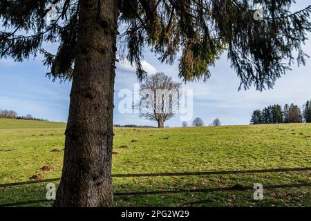 a tree without leaves with a hide for hunters on a green meadow under a blue sky Stock Photo