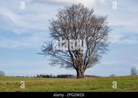 a tree without leaves with a hide for hunters on a green meadow under a blue sky Stock Photo