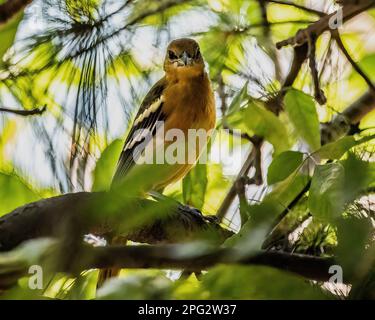 Female baltimore oriole perched on a tree branch with the sun shining through the leaves. Stock Photo