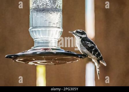 Male downy woodpecker perched on a backyard hummingbird feeder in the summer in Taylors Falls, Minnesota USA. Stock Photo