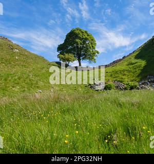 England, Northumberland, Sycamore Gap, Northumberland National Park. Sycamore Gap, a famous landmark along Hadrians Wall in the Hadrians Wall World He Stock Photo