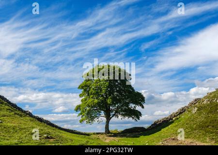 England, Northumberland, Sycamore Gap, Northumberland National Park. Sycamore Gap, a famous landmark along Hadrians Wall in the Hadrians Wall World He Stock Photo