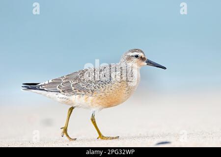 Knot (Calidris canutus) in transitional plumage from summer to winter looking for food on a beach. Denmark Stock Photo