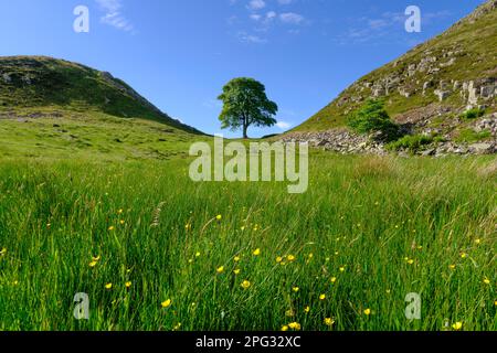 England, Northumberland, Sycamore Gap, Northumberland National Park. Sycamore Gap, a famous landmark along Hadrians Wall in the Hadrians Wall World He Stock Photo