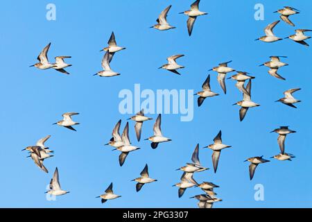 Dunlin (Calidris alpina). Flock in flight during migration. Germany Stock Photo
