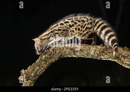 Common Genet (Genetta genetta) on branch in darkness of the night. Wild cat hunting for prey in spanish forest. Wildlife scene of nature in Europe. Stock Photo
