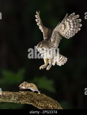 Flying Tawny owl (Strix aluco) catching mouse. This predator bird is on the lookout and hunting for mice. Wildlife scene of nature in Europe. Stock Photo
