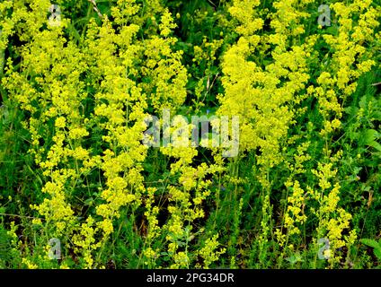 Ladys Bedstraw, Yellow Bedstraw (Galium verum), flowering plants. Germany Stock Photo