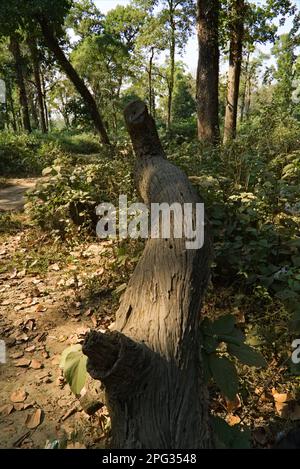 tree trunk lying in the forest Stock Photo