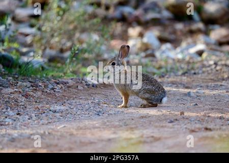 A desert cottontail rabbit, Sylvilagus audubonii, in the Sonoran Desert. Tucson, Arizona, USA. Stock Photo