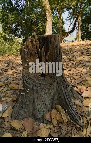 tree trunk lying in the forest Stock Photo