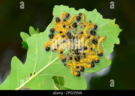 Buff-tip Moth (Phalera bucephala). Feeding community of several caterpillars on an oak leaf. Germany Stock Photo