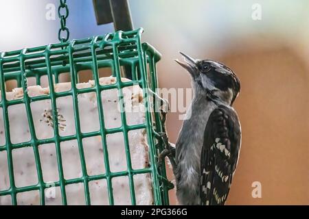 Cute little female downy woodpecker perched on a suet feeder eating on a summer day in Taylors Falls, Minnesota USA. Stock Photo