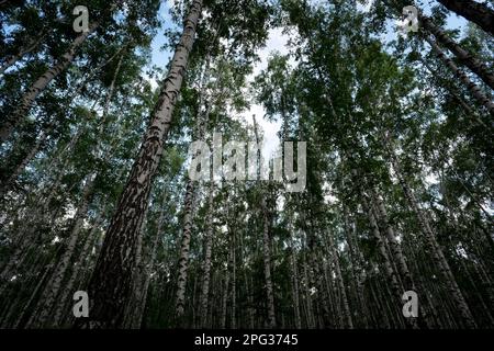 Birch grove in spring, birch tree trunks as a background. bottom view. Stock Photo