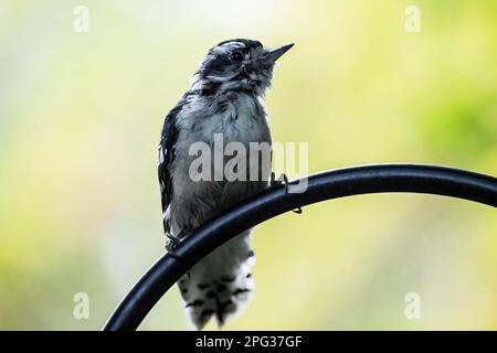 Female downy woodpecker perched on a shepherd's hook on a summer day in Taylors Falls, Minnesota USA. Stock Photo