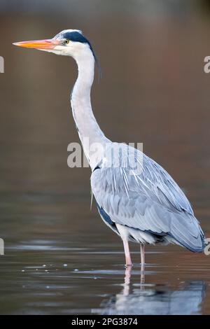 Grey Heron (Ardea cinera). Adult standing in water,. Germany Stock Photo