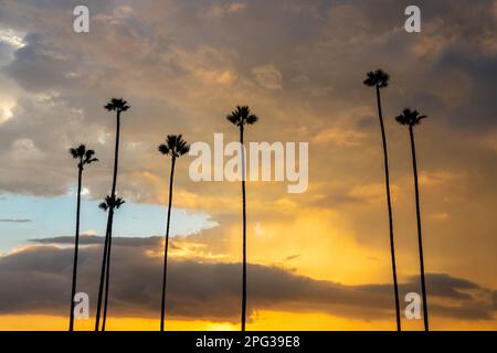 Dramatic sky with silhouettes of palm trees at sunset in San Diego California Stock Photo