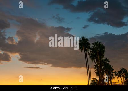 Palm trees and dramatic sky at sunset Stock Photo