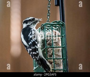 Cute little female downy woodpecker perched on a suet feeder eating on a summer day in Taylors Falls, Minnesota USA. Stock Photo
