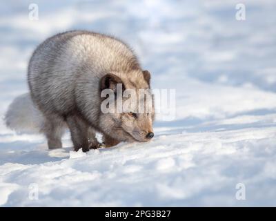 Arctic Fox (white fox, polar fox, snow fox, Vulpes lagopus), blue morph, searching for food in deep snow during winter. Europe, Scandinavia, Norway, B Stock Photo