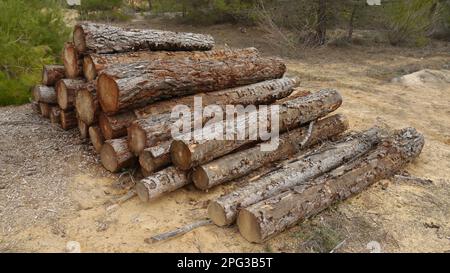 Pile of Logs carved in Forest ready to transport Stock Photo