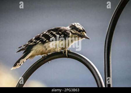 Female downy woodpecker perched on a shepherd's hook in a garden on a summer day in Taylors Falls, Minnesota USA. Stock Photo
