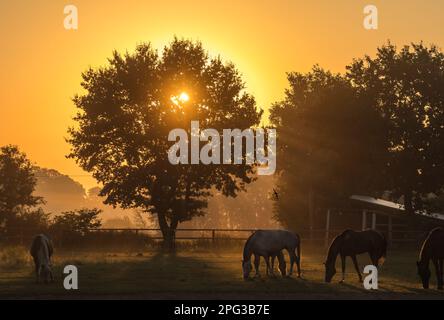 A stunning  herd of horses silhouetted and a huge tree with the sun setting in the background Stock Photo