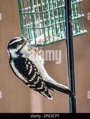 Cute little female downy woodpecker clinging to the suet feeder pecking at the last of the suet on a summer day in Taylors Falls, Minnesota USA. Stock Photo