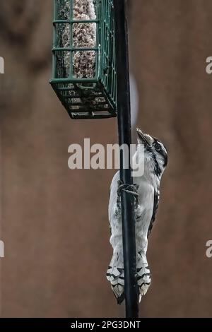 Cute little downy woodpecker clinging to a shepherd's hook looking up at the suet feeder on a summer day in Taylors Falls, Minnesota USA. Stock Photo