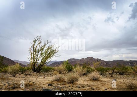 Ocotillo cactus and stormy dramatic sky with dark clouds in the Joshua Tree national park, California Stock Photo
