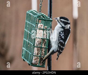 Cute little female downy woodpecker perched on a suet feeder eating on an autumn day in Taylors Falls, Minnesota USA. Stock Photo