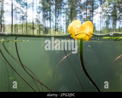 Yellow flower of water lily on water surface Stock Photo
