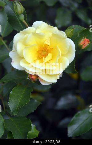 Single Yellow Rosa Flower Carpet Gold 'Noalesa' Shrub Rose grown at RHS Garden Harlow Carr, Harrogate, Yorkshire. England, UK. Stock Photo