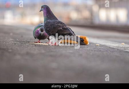 The domestic pigeon (Columba livia domestica or Columba livia forma domestica) is a pigeon subspecies that was derived from the rock dove Stock Photo