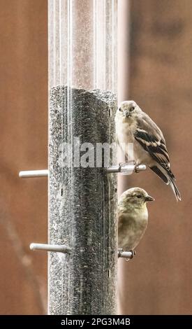 Male and female american goldfinch perched on a backyard feeder on an autumn day in Taylors Falls, Minnesota USA. Stock Photo