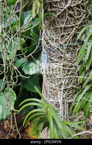 A variety of orchids growing on the trunk of a Dictyosperma album, Princess Palm, with extensive roots encircling the trunk of the tree in McBryde Gar Stock Photo