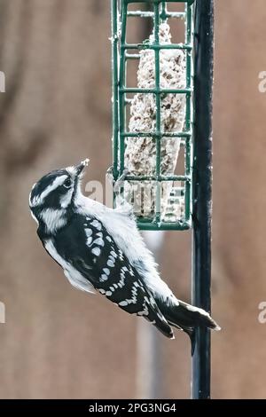 Cute little female downy woodpecker perched on a suet feeder eating on an autumn day in Taylors Falls, Minnesota USA. Stock Photo