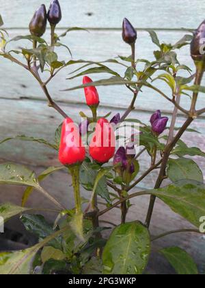 Red and ripe chilies on the tree, some of the fruit is rotten by plant ...