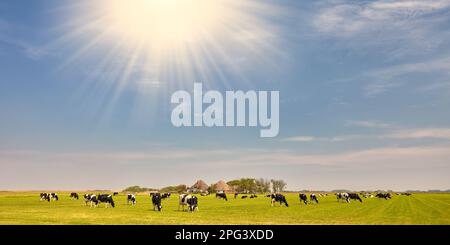 Typical Dutch landscape with a farm and cows in the pastures Stock ...