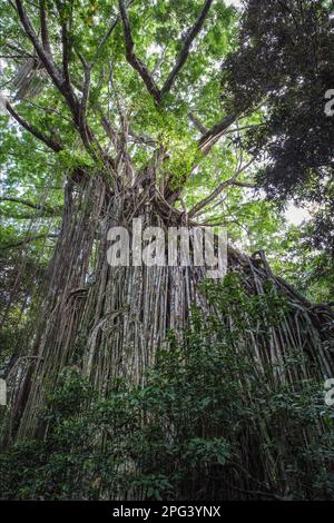 The Curtain Fig Tree, Yungaburra, Atherton Tablelands, Queensland, Australia Stock Photo