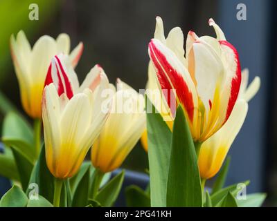 White, red and yellow tinged flowers of the early spring blooming dwarf tulip, Tulipa kaufmanniana 'Heart's Delight' Stock Photo