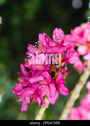 Dark pink blossom of the hardy, early spring flowering cherry tree, Prunus 'Collingwood Ingram' Stock Photo