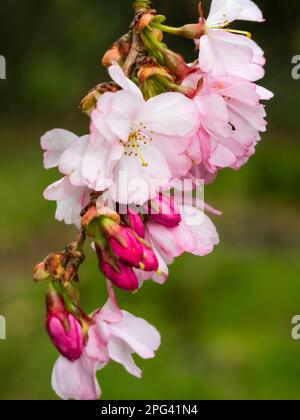 Pink, semi double blossom of the hardy, early spring flowering cherry tree, Prunus 'Accolade' Stock Photo